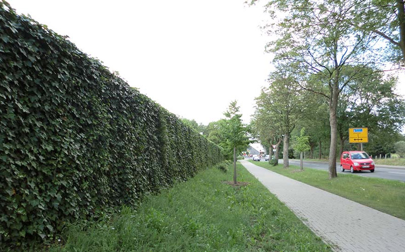 laermschutzwand-knl-vollstaendig-begruent-efeu-strasse Lärmschutzwand Vollständige Begrünung